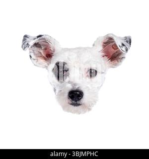 Adorable white and black dog peeks curiously against a clean white backdrop, creating a charming portrait Stock Photo
