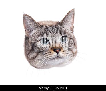 Portrait of cat showing head with light blue eyes on white background Stock Photo