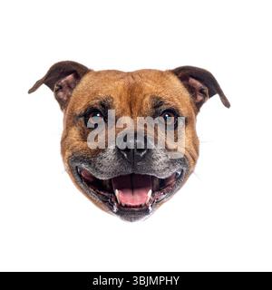 Close up of a staffordshire bull terrier showing its teeth while smiling on a white background Stock Photo