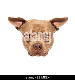 Close up of american bully dog's face, showcasing its expressive features against a clean white backdrop Stock Photo
