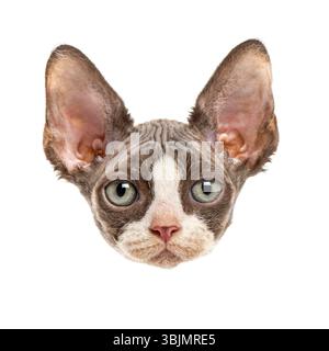Close up of a devon rex cat showing its characteristic large ears and expressive eyes against a clean white backdrop Stock Photo