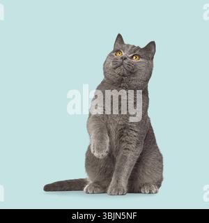 Adorable british shorthair cat sitting and raising paw, looking up with curiosity on a seamless light blue background Stock Photo