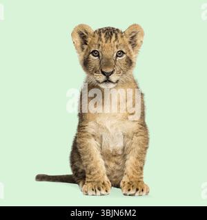 Adorable lion cub sitting and looking forward against a seamless green background Stock Photo