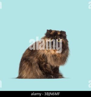 Adorable tortoiseshell persian cat sitting and staring, isolated on a light blue background Stock Photo