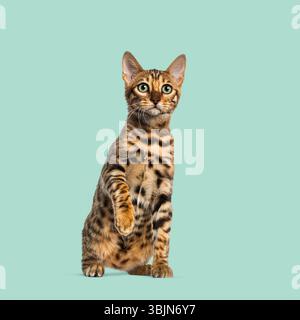 Playful bengal cat sitting and raising paw against a turquoise background, showcasing its distinctive markings and curious expression Stock Photo