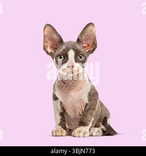 Adorable devon rex kitten sitting and looking at the camera against a vibrant purple backdrop Stock Photo
