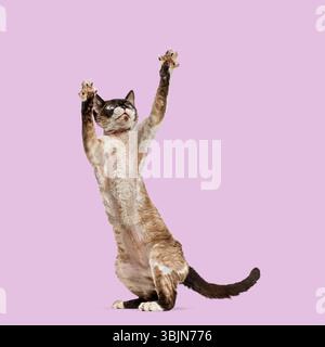 Adorable devon rex cat standing on hind legs, raising paws and looking up on a vibrant pink background Stock Photo