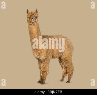 Full body shot of a brown alpaca standing on a light brown background, looking forward Stock Photo