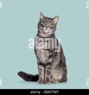European shorthair cat sitting and looking curious on a light green background Stock Photo