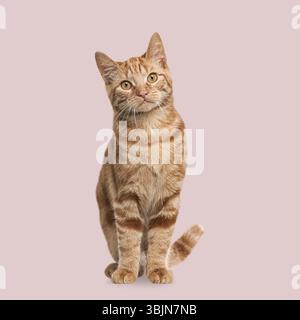 Adorable ginger tabby cat sitting and looking curious on a pastel pink background Stock Photo