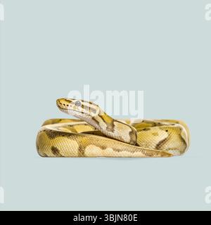 Studio shot of a ball python, also known as the royal python, against a light blue backdrop Stock Photo