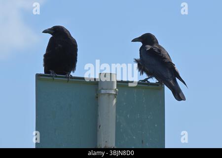 Two carrion crows, Corvus corone, preched on a road sign UK May Stock Photo