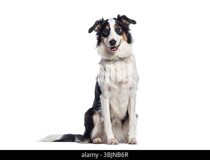 Border collie sitting and panting on white background Stock Photo