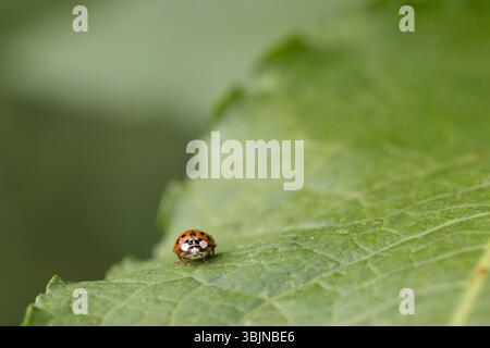 An Asian lady beetle sits on a large green leaf. Stock Photo