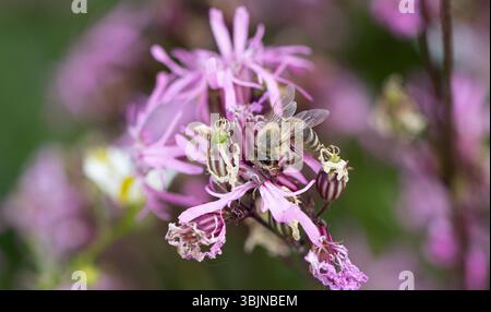 A western honeybee sits on the flower of a ragged-robin and harvests nectar. Stock Photo