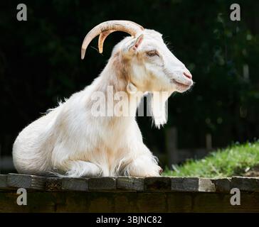 Haughty looking goat at West Lodge farm rural centre, Rothwell, England. Stock Photo