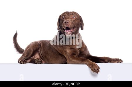 Studio shot of beautiful chocolate labrador retriever lying down on white surface and looking happy Stock Photo