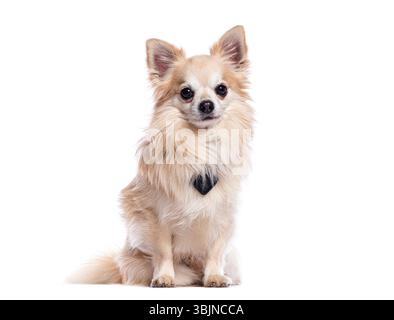 Adorable long haired chihuahua sitting and wearing a black bow tie, isolated on white Stock Photo