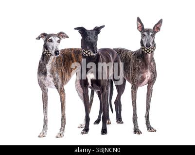 Three greyhounds wearing collars are standing on a white background Stock Photo