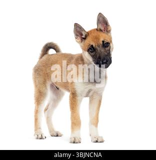 Crossbreed puppy standing and looking curious, isolated on white background Stock Photo