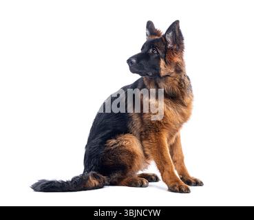 Young german shepherd dog sitting and looking up, isolated on white background Stock Photo