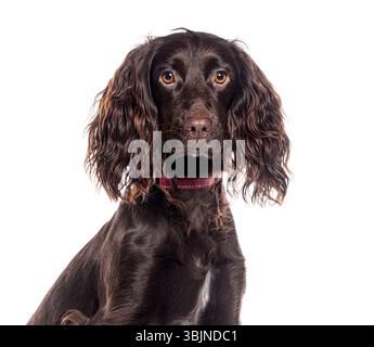 Portrait of a beautiful purebred working cocker spaniel dog wearing a collar, isolated on white background Stock Photo