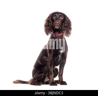 Chocolate brown working cocker spaniel wearing a red collar sitting and posing on a white background Stock Photo