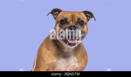 Happy staffordshire bull terrier smiling on a purple background Stock Photo