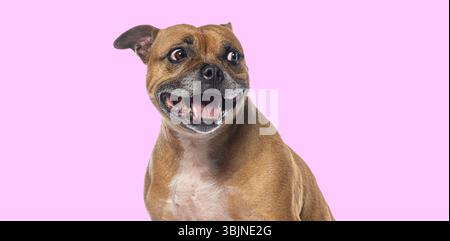 Happy staffordshire bull terrier smiling and panting on a pink background Stock Photo