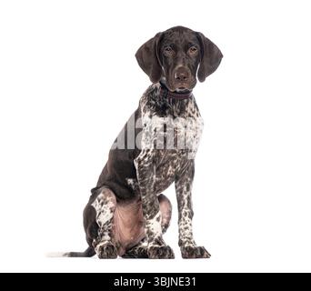 Cute german shorthaired pointer puppy sitting and looking at camera, isolated on white Stock Photo