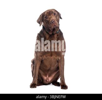 Chocolate labrador retriever sitting and tilting its head slightly, isolated on a white background Stock Photo