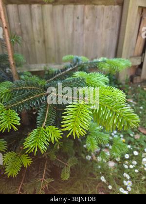 Close-up of new spring growth on a fir tree branch, featuring vibrant green needles contrasting with mature darker foliage, in a garden setting. Stock Photo