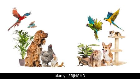 Group of domestic animals including dogs, cats, birds, rabbit, hen, lizard, and potted plants, isolated on white Stock Photo