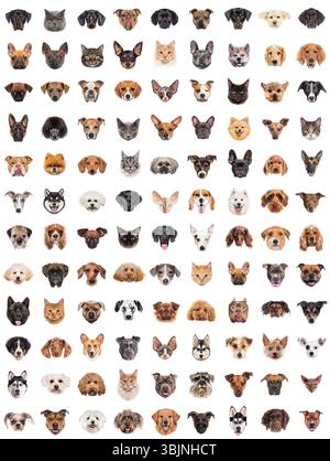 Large group of cat and dog breeds, in set collection, posing together on a white background Stock Photo