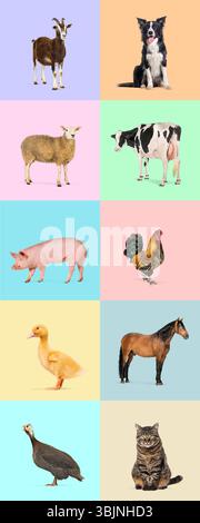 Diverse group of farm animals and pets standing on colorful backgrounds, creating a vibrant and engaging composition Stock Photo