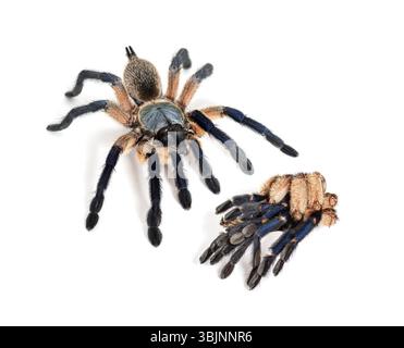 Peacock tarantula standing next to its molt, Poecilotheria metallica, isolated on white Stock Photo