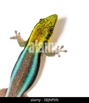Head shot and Dorsal view of a yellow-headed day gecko, Phelsuma klemmeri, isolated on white Stock Photo