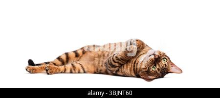 Toyger cat is lying on its back and playfully waving its paws in the air Stock Photo
