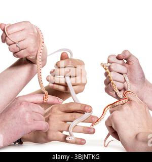Many hands gently holding multiple corn snakes against a white background Stock Photo