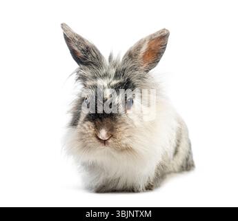 Cute angora rabbit with long fluffy fur looking forward on white background Stock Photo
