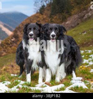 border collies in the scottish borders Stock Photo