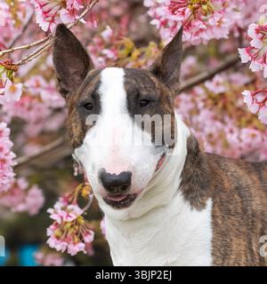 english bull terrier dog Stock Photo