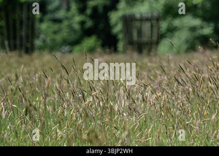 field of long rye grass Stock Photo