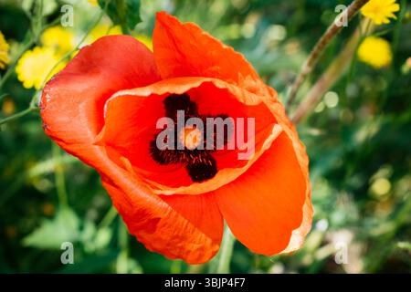 Papaver rhoeas, with common names including common poppy,corn poppy, corn rose, field poppy, Flanders poppy, red poppy, and Odai, is an annual herbace Stock Photo