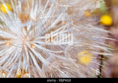 Dandelion seed head. Taraxacum officinale, the dandelion or common dandelion, is a herbaceous perennial flowering plant in the daisy family, Asteracea Stock Photo