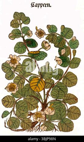 Capparis spinosa, commonly known as the caper bush, is a plant species ...