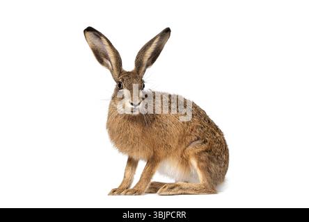 Side view of a European hare or brown hare, lepus europaeus, sitting and looking on white background Stock Photo