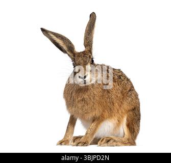 European hare, brown hare, Lepus europaeus, sitting with ears perked, isolated on white Stock Photo