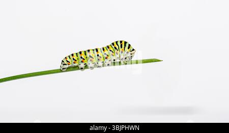 Colorful old world swallowtail Caterpillar crawling on a blade of vegetable grass, isoated on white Stock Photo