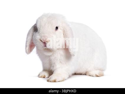 Adorable White Mini Lop rabbit sitting calmly against a white backdrop Stock Photo